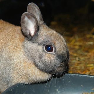 野兔,兔子,Hasenkopf,肖像,吃,好奇 野兔,兔子,Hasenkopf,肖像,吃,好奇