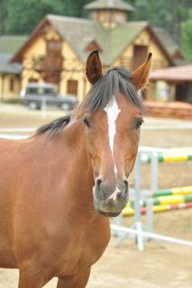 马，螺柱，阿拉伯马，布朗，游戏，马