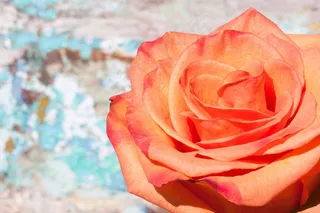 玫瑰，复合材料，开花，盛开，夏天，性质，植物