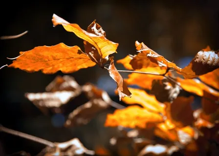 叶子，阳光，叶子，背光，植物，森林