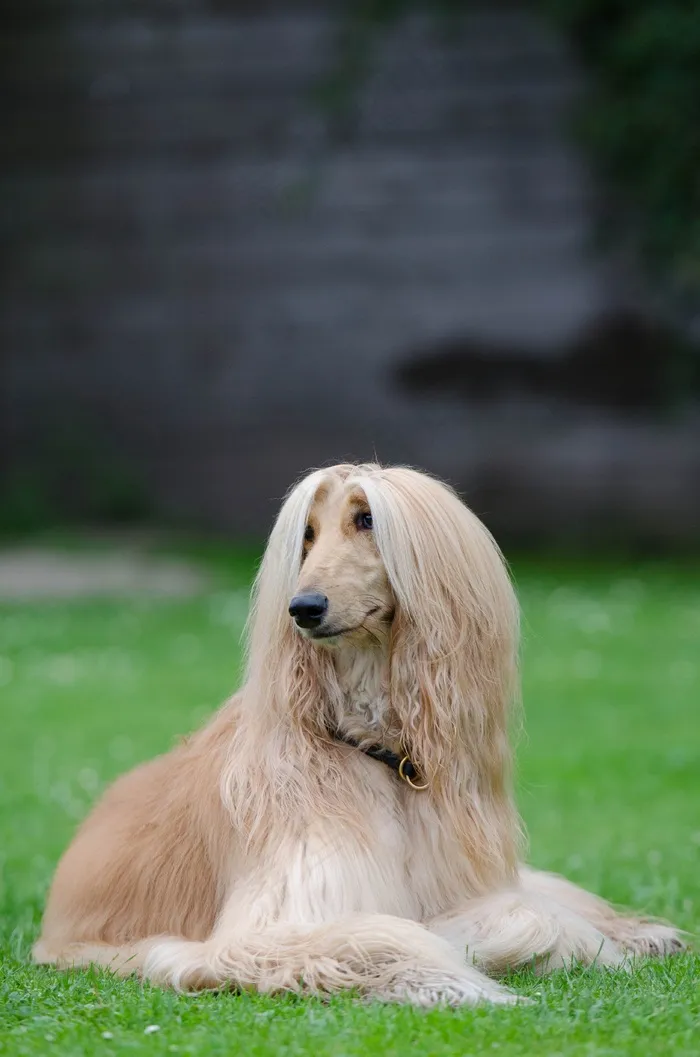 阿富汗，灵缇犬，阿富汗猎犬，壶嘴，说谎，空间