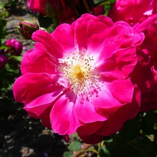 鲜花，自然，花园，宏，春天，粉红色，红色