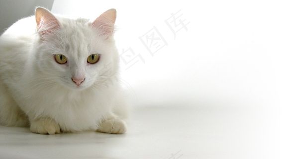 猫，波斯人，动物，凯瑟琳，白皮肤，宠物