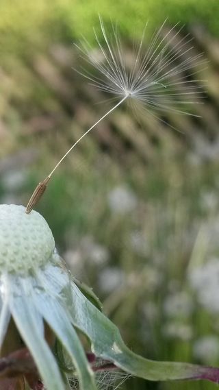 蒲公英，花，降落伞，开花，春，春天