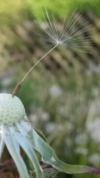 蒲公英，花，降落伞，开花，春，春天