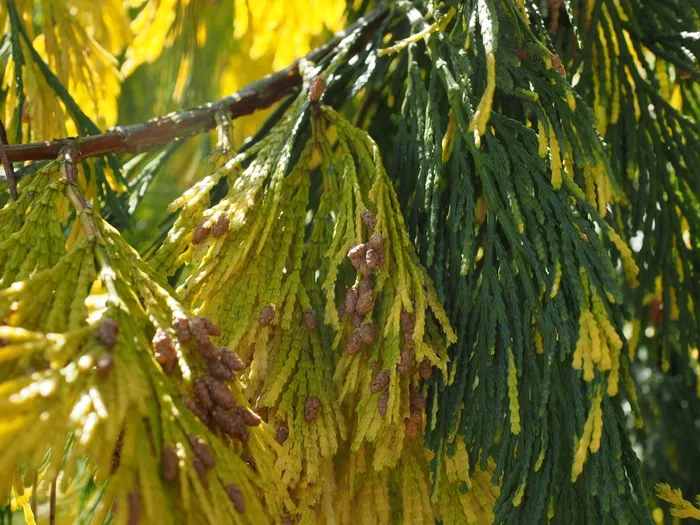 香柏木，水龙头，男性水龙头，加利福尼亚香柏木