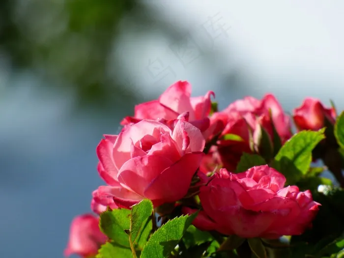 蜀葵，玫瑰，花，性质，粉红色的花，花园