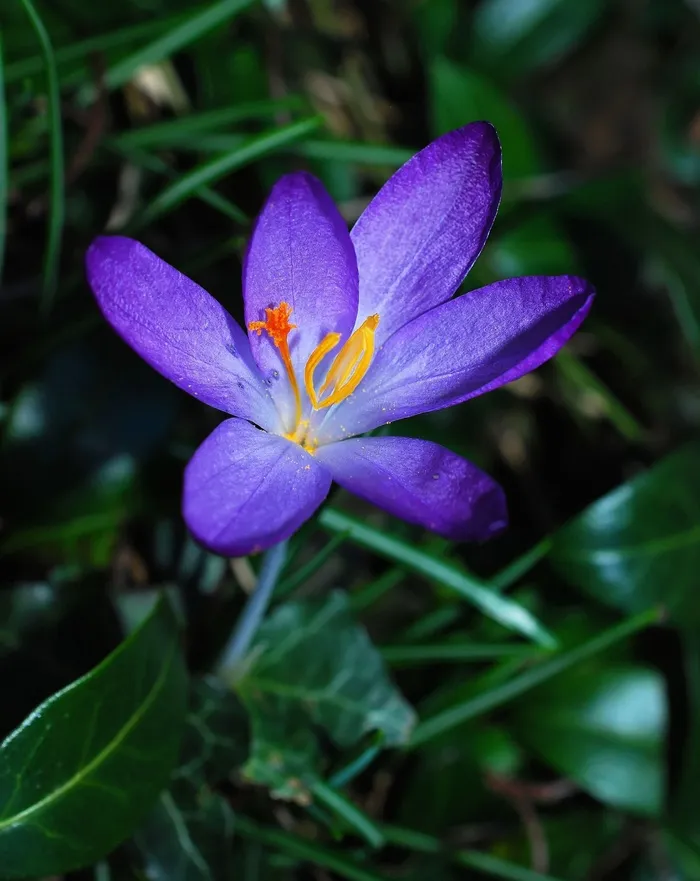 番红花，花，开花，关闭，植物，花园