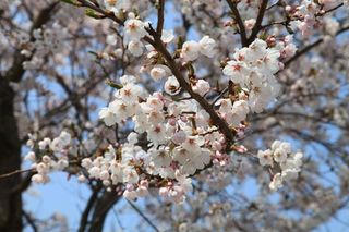 春天的花朵，樱花，保宁大坝，春天