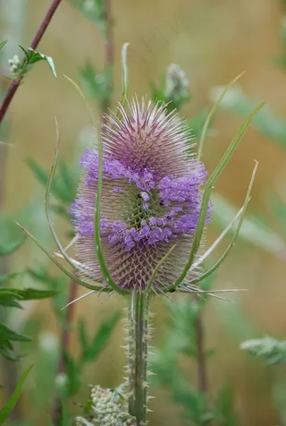 茶，Dipsacus，种子，刺，刺，锋利，特写