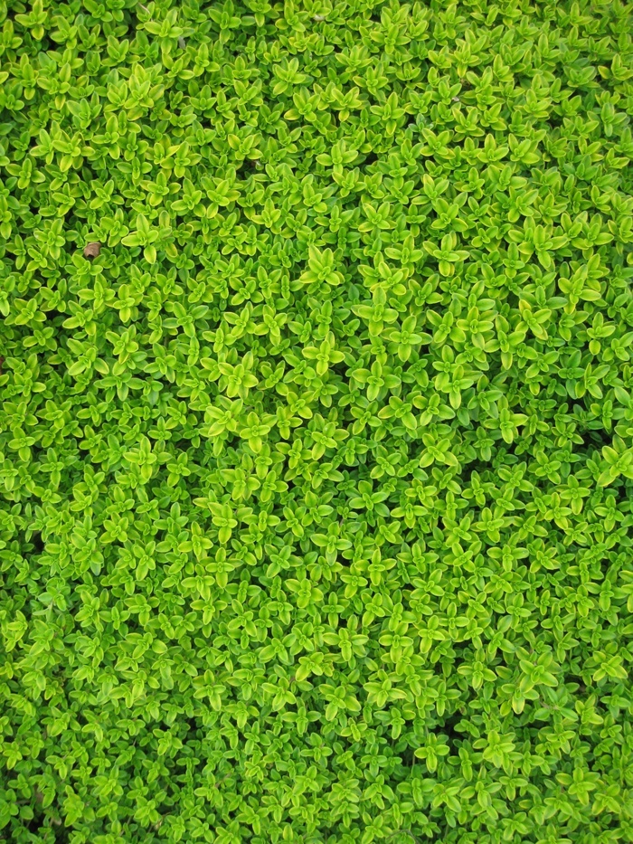常春藤，植物，叶子，墙，绿色，叶子，藤，花园