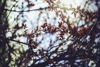 樱桃李，樱桃李，树，叶子，叶