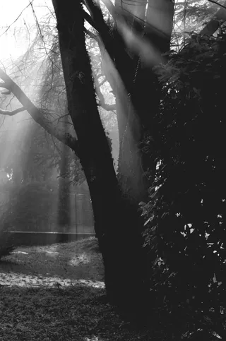 树木，太阳光，阴影，自然，光，树