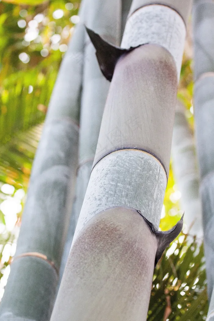 Dendrocalamus Giganteus，竹，巨型竹