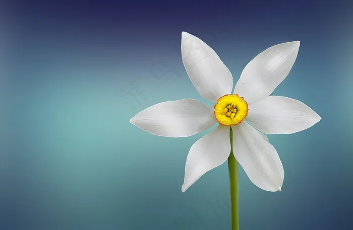 花卉,白荷花,白睡莲,蝴蝶兰,水仙花,白花盛开的概述