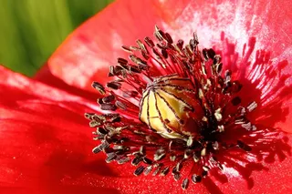 罂粟，红色，罂粟花，关闭，宏，花粉，夏天