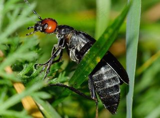 昆虫，甲虫，尼禄