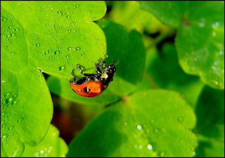瓢虫，甲虫，昆虫，动物，运气，幸运符
