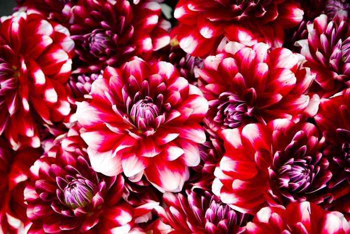 鲜花，红色，花瓣，花束