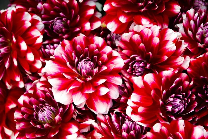 鲜花，红色，花瓣，花束