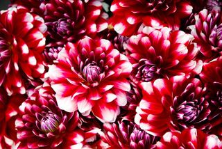 鲜花，红色，花瓣，花束