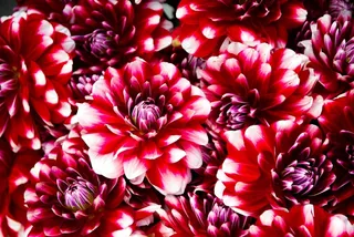 鲜花，红色，花瓣，花束