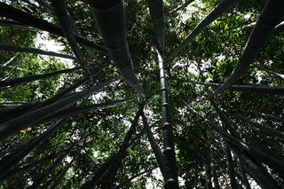 竹，高大，植物，日语，亚洲，树干，户外