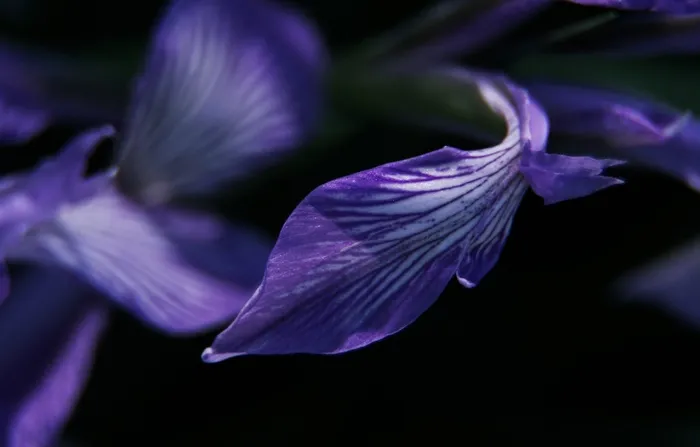 虹膜，紫色，嫩，花瓣，宏