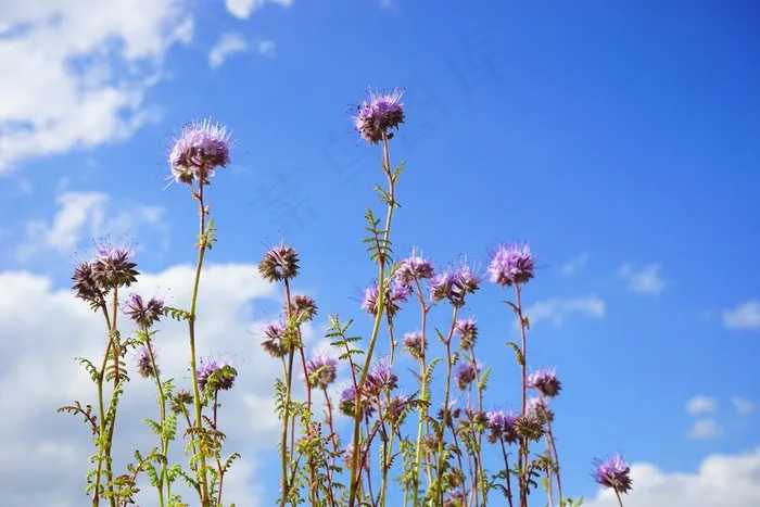 楠木，花，花，花序