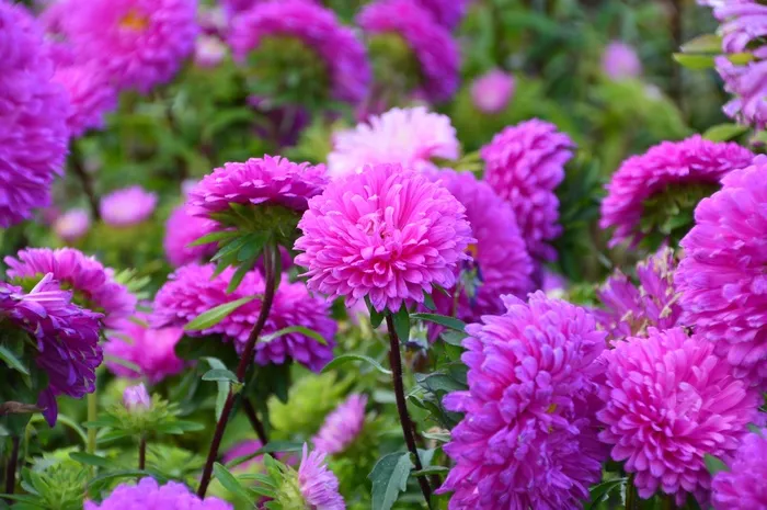 阿斯特拉，花，粉红色