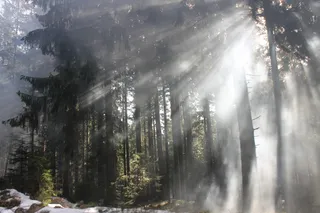 森林，光，水淹，太阳