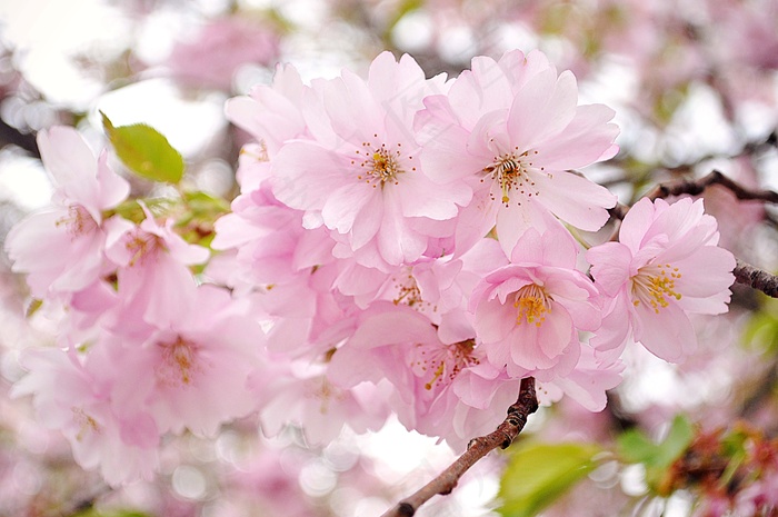 樱花，粉红色，花朵