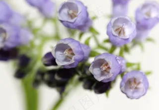 Beinwellbüte，宏，Kraeter，药用植物，作物