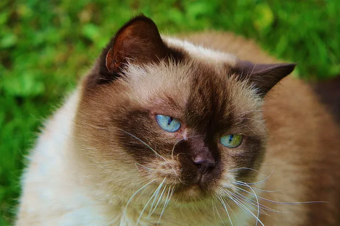 英国短毛猫，猫，戏剧，米氏，纯种，亲爱的