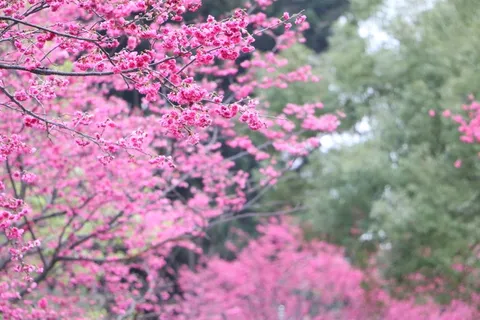 中正时代的樱花阅读唐樱花 中正时代的樱花阅读唐樱花