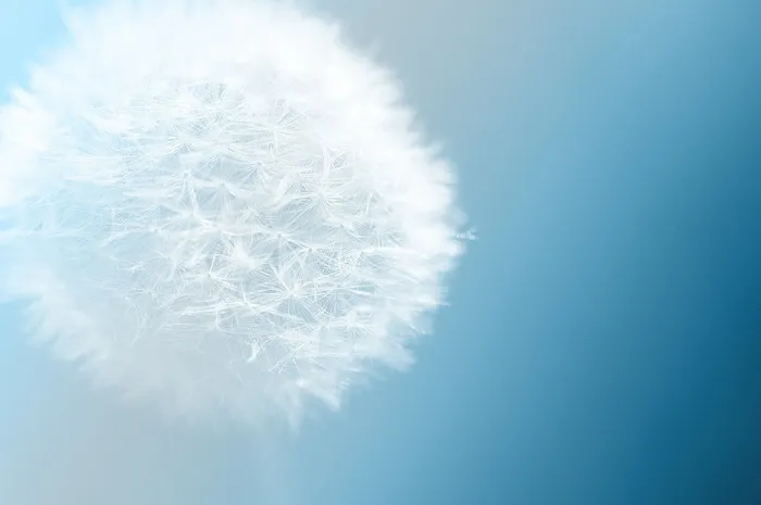 蒲公英，花，性质，蓝色，背景