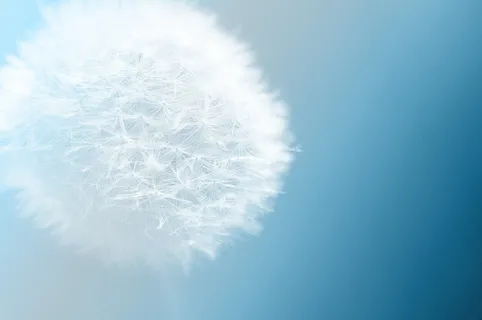 蒲公英，花，性质，蓝色，背景