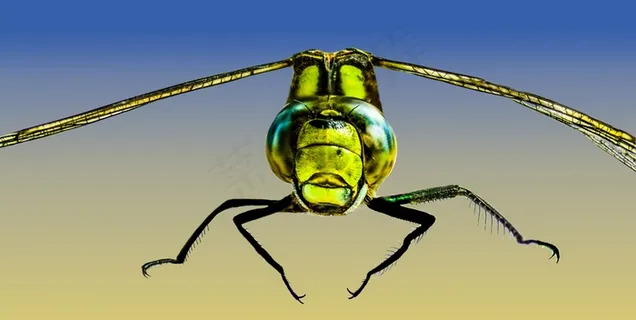 昆虫，蜻蜓，关闭，宏，翅膀，闺女