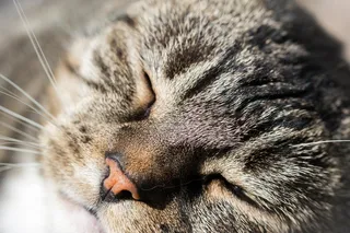 猫，灰色，满意，动物肖像，家猫