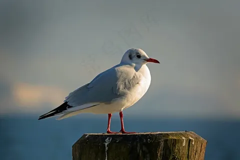 海鸥,鸟,天空,飞,水禽,黑头鸥 海鸥,鸟,天空,飞,水禽,黑头鸥