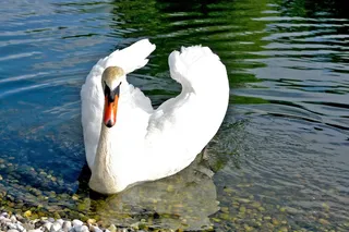 天鹅，鸟，水禽，湖，水域，动物世界