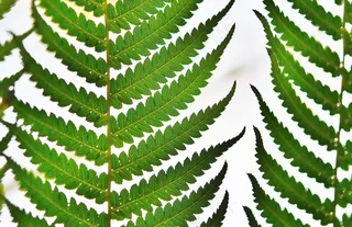 树蕨，雨林，宏，夏天，自然，绿色