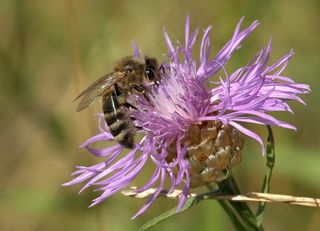 蜜蜂，开花，花，宏，昆虫，植物