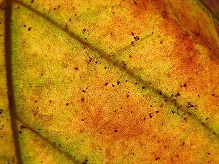 叶子，秋，黄色，红色，性质，叶静脉，宏