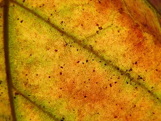 叶子，秋，黄色，红色，性质，叶静脉，宏