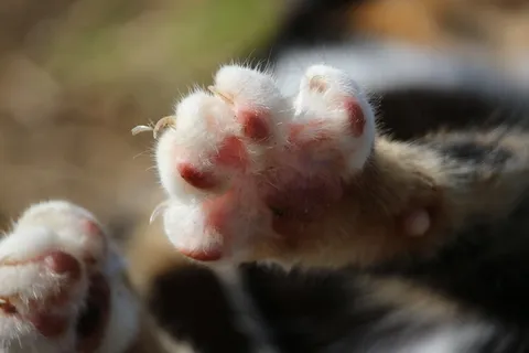 猫,幸运猫,Mieze,家猫,三色 猫,幸运猫,Mieze,家猫,三色