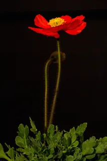 罂粟，开花，宏，冰岛罂粟