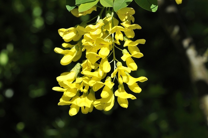 金莲花，植物，鲜花，黄色，性质，花园