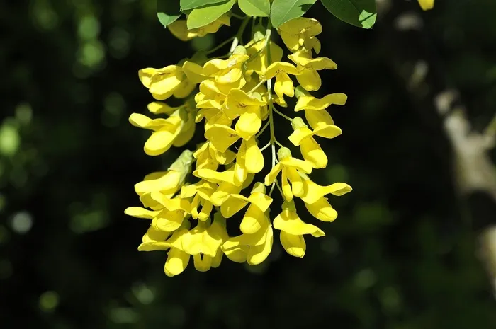 金莲花，植物，鲜花，黄色，性质，花园