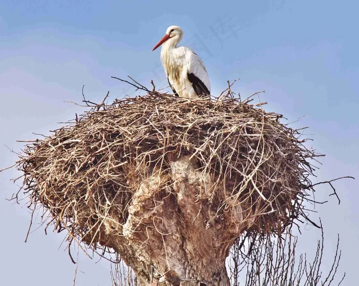 鹳，Storchennest，鸟，动物，鹳，鸟，巢